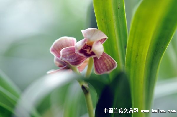   ״Ԫ(ϵ쿪Ʒ)-ƪ-