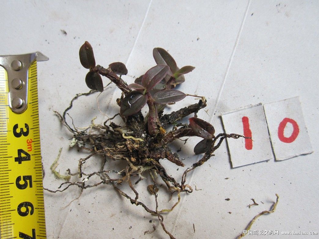 泰宁野生铁皮石斛-石斛兰-中国兰花交易网社区