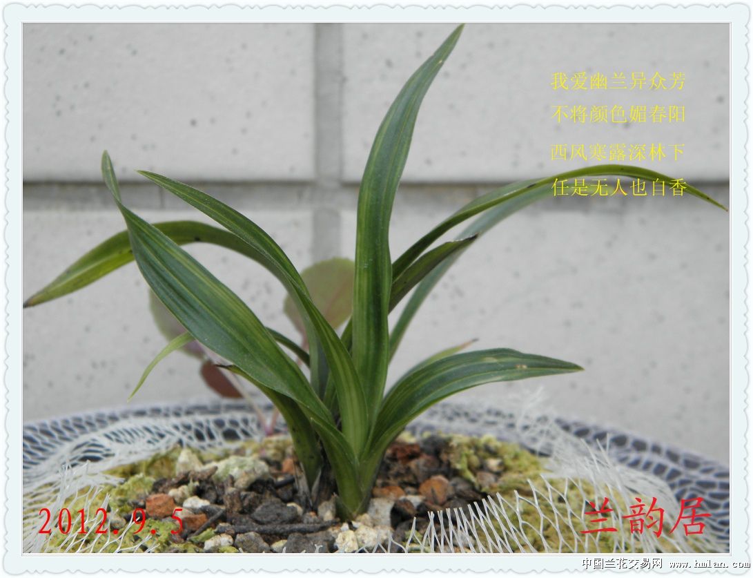 叶姿美 春兰斑缟中矮水晶艺>-蕙兰篇-中国兰花交易网