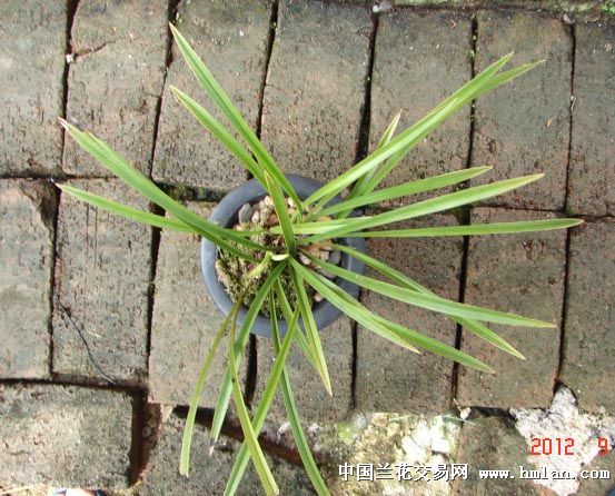 铁骨银针素新芽出了漂亮的线艺-建兰篇-中国兰花交易
