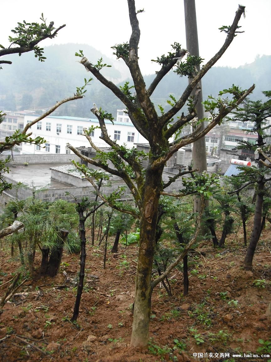 野生熟桩:黄杨木、红豆杉特写-盆景园艺-中国兰