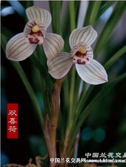 lf 双喜荷龙头苗2苗带2芽点带花 20121025 - 中国兰花