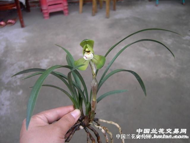 春兰荷瓣~两花一芽