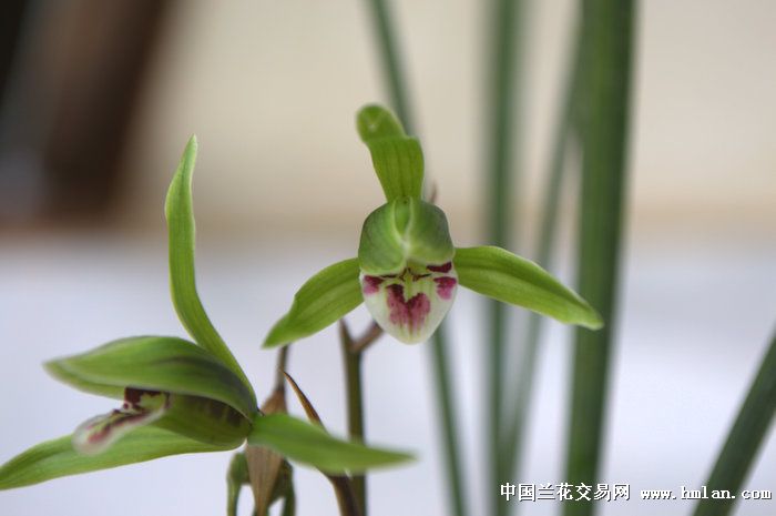 有品位的花,相见恨晚,求欣赏。-寒兰篇-中国兰