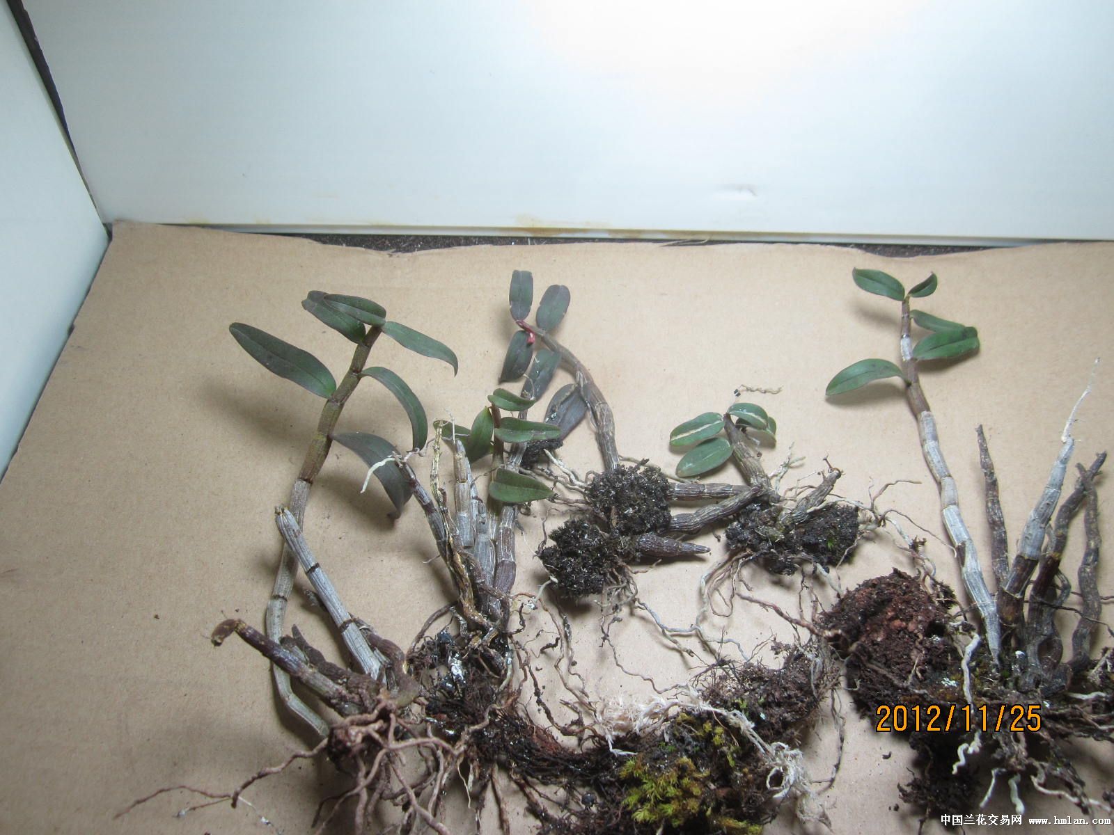 泰宁世界地质公园下山的野生铁皮石斛-石斛兰