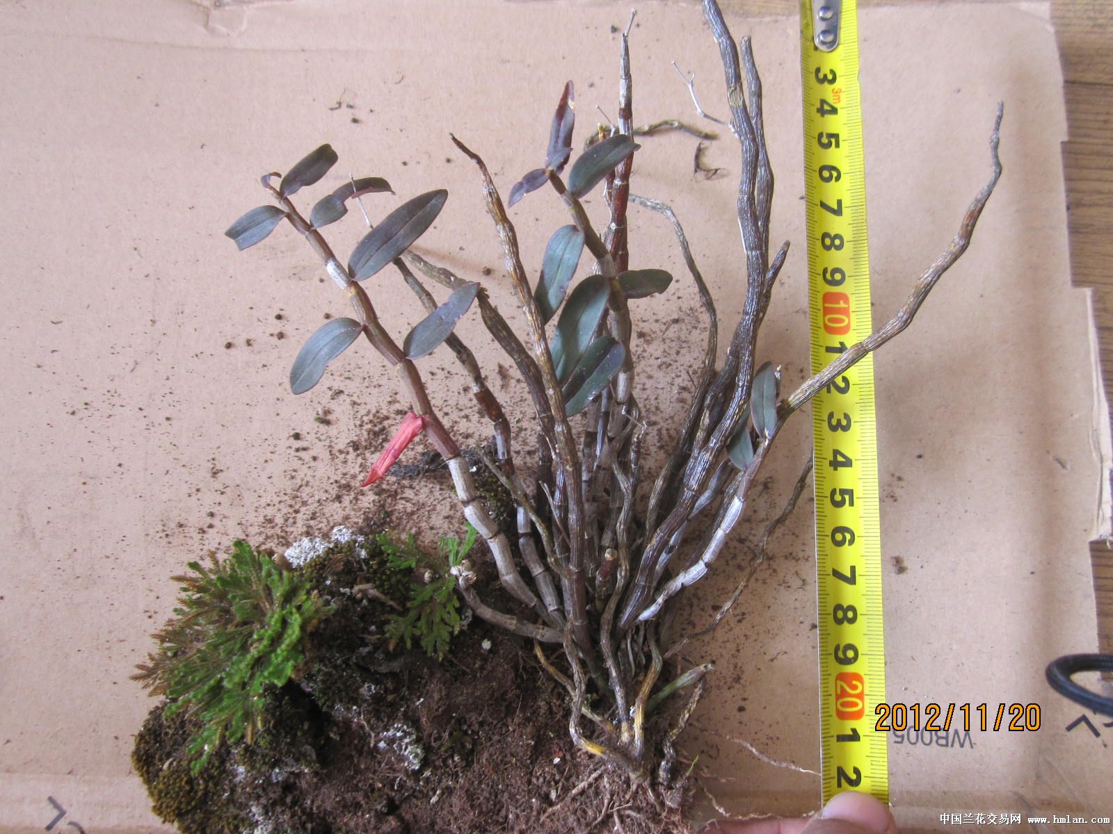 刚下山的野生铁皮石斛,漂不漂亮大家说了算-石