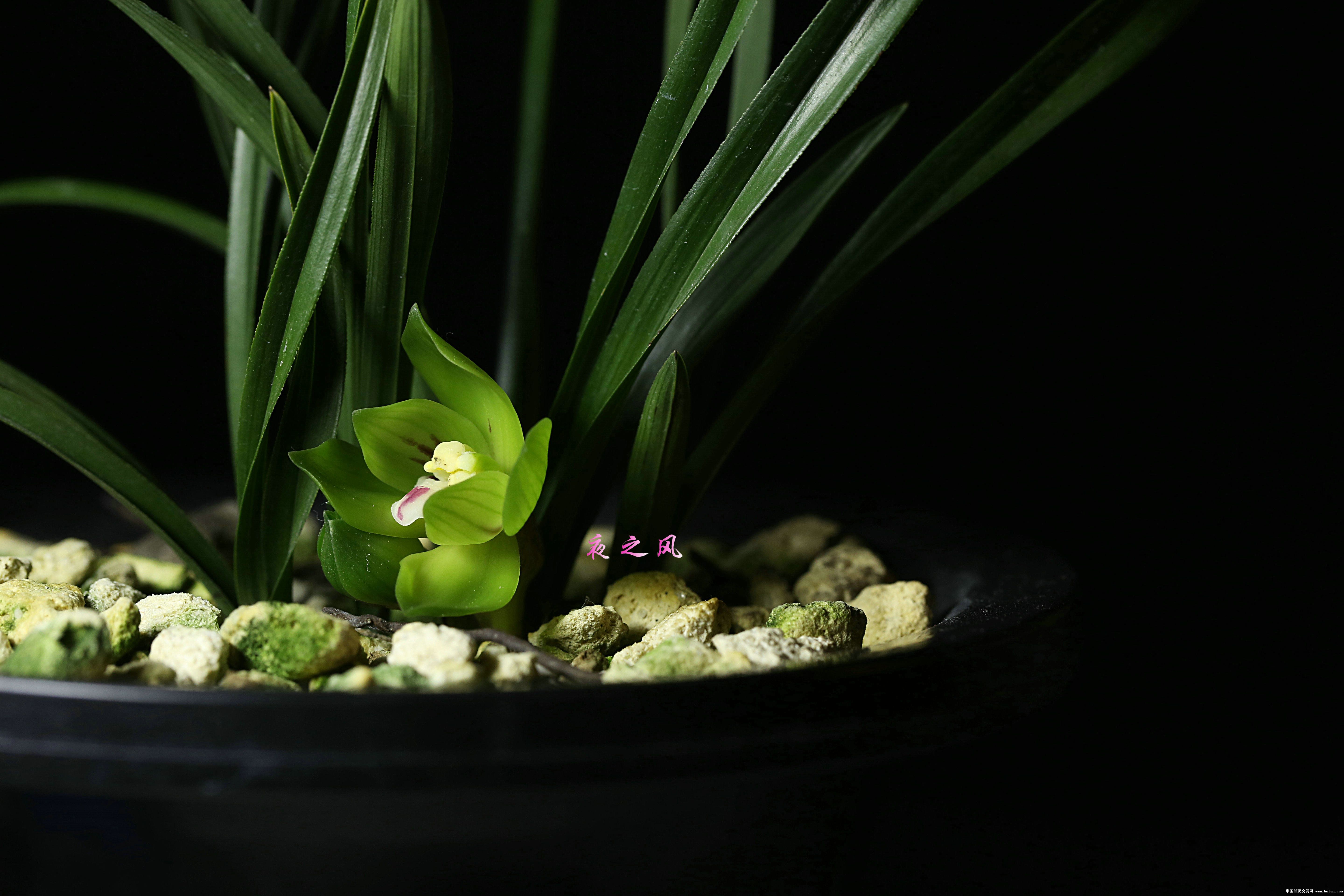 早开的皇后---绿云-春兰篇-中国兰花交易网社区