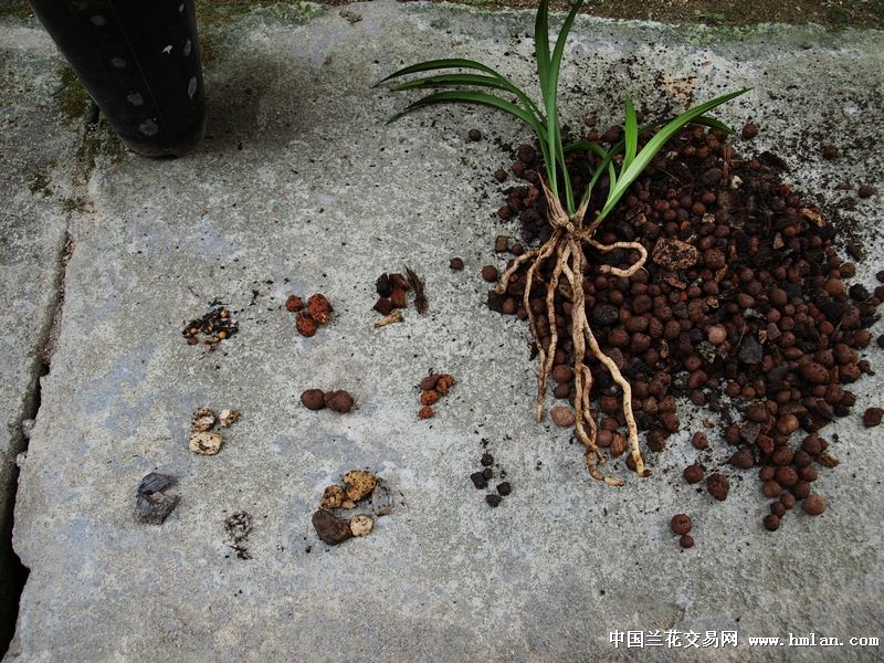 大勇植兰宝脱盆大奖赛:广东河源露天栽培-建兰