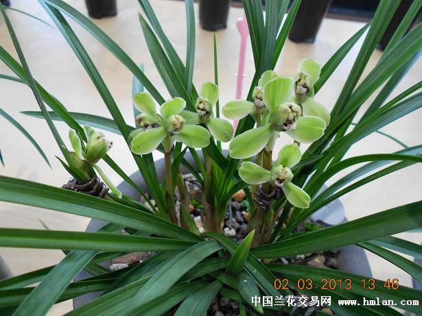 余姚市第十二届春兰展-春兰篇-兰花网社区