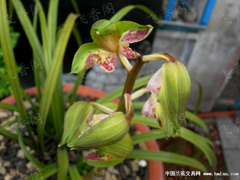 蕙兰精品荷蝶!