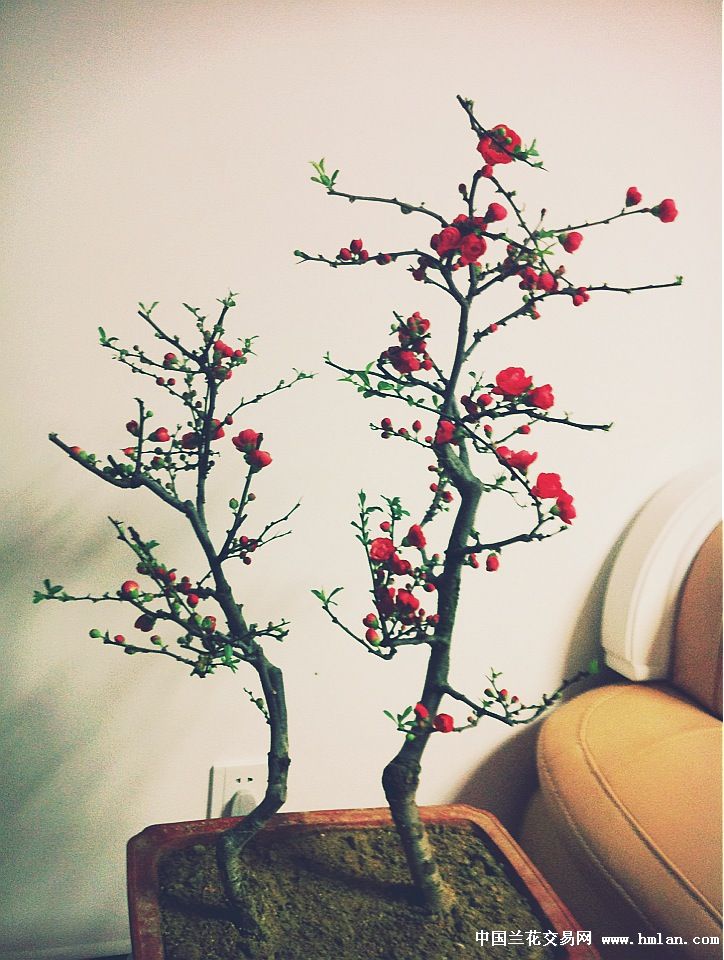 一树海棠压梨花-盆景园艺-中国兰花交易网社区