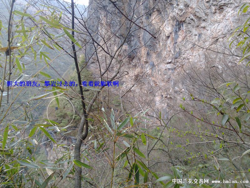 周末,我在山上(看黄杨野生环境)