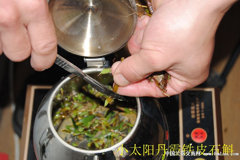 泡铁皮石斛茶喝-石斛兰-中国兰花交易网社区