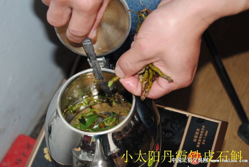 泡铁皮石斛茶喝-石斛兰-中国兰花交易网社区