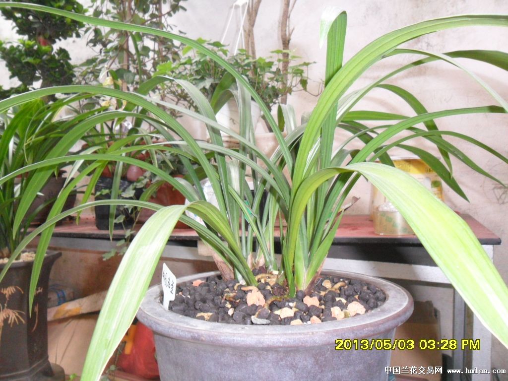 盘景草,请教花名-墨兰篇-中国兰花交易网社区