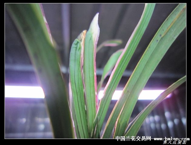 春兰水晶欣赏.-叶艺篇-中国兰花交易网社区