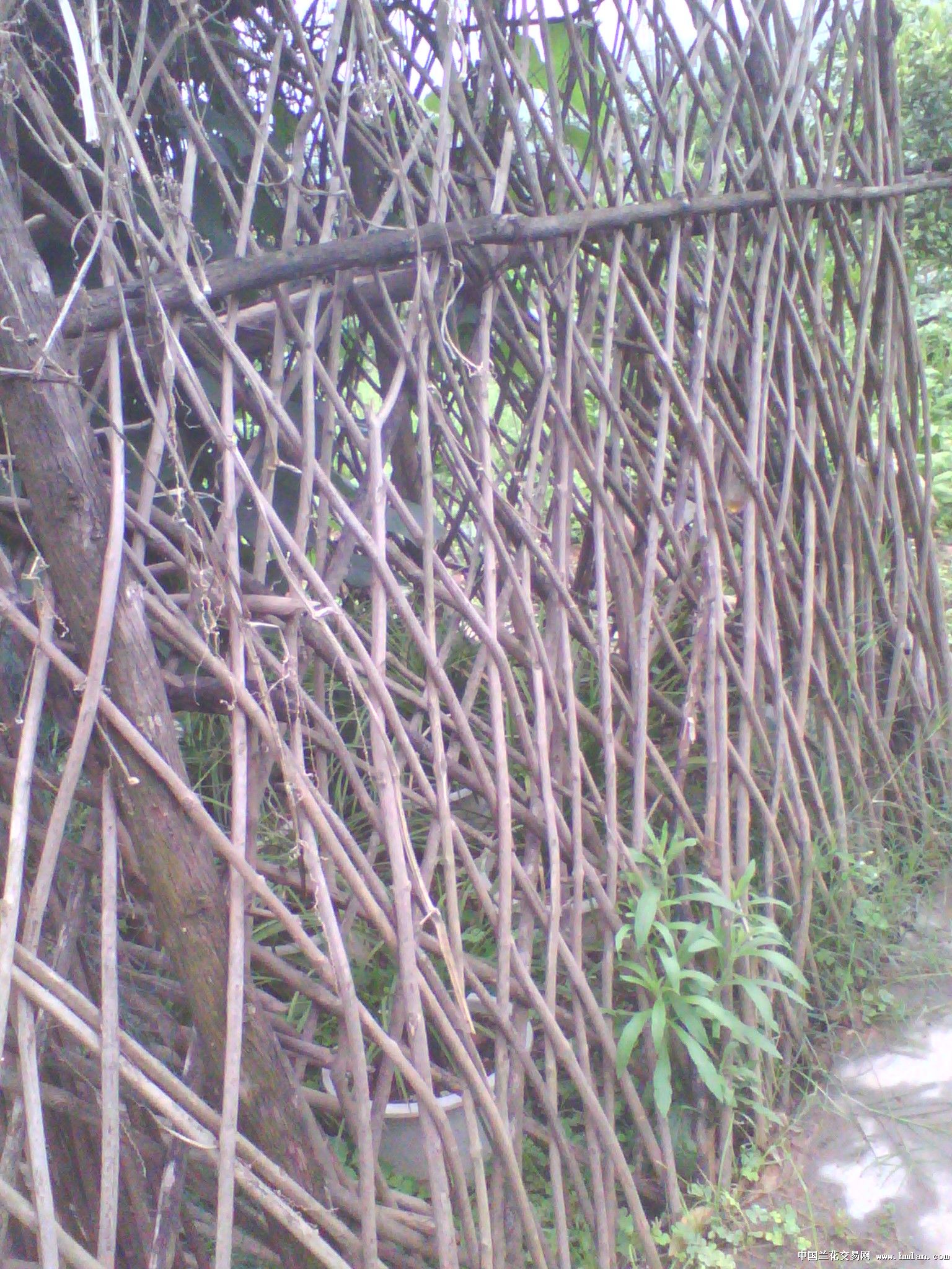 图片名为【小扣柴扉久不开