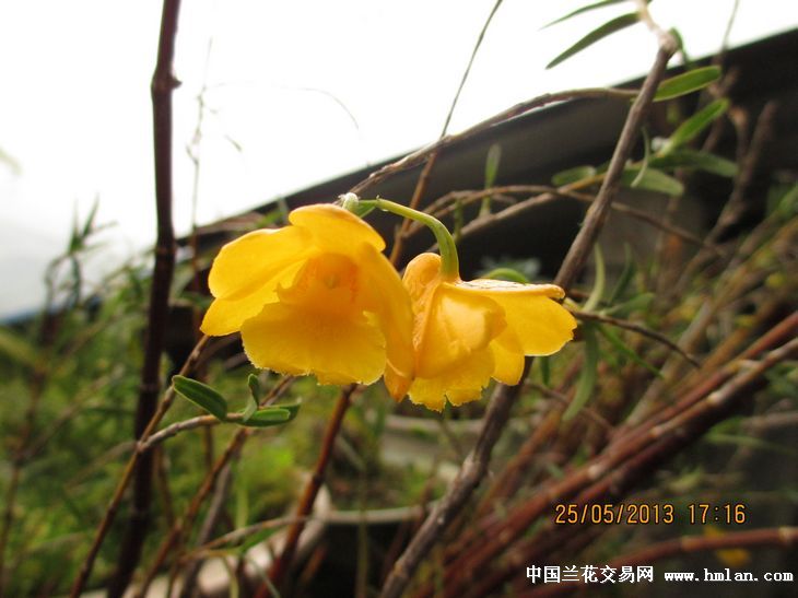 漂亮的竹叶石槲