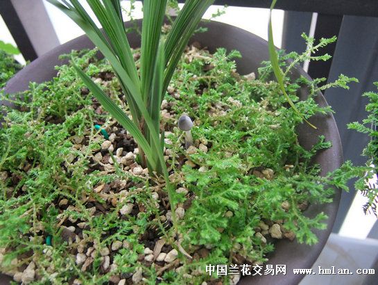 有机肥收到了,谢谢孙小美!-以兰会友-中国兰花