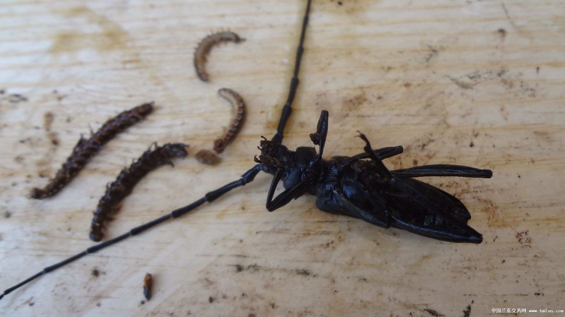 茶枯杀虫试验图文解说-种养心得-中国兰花交易网社区