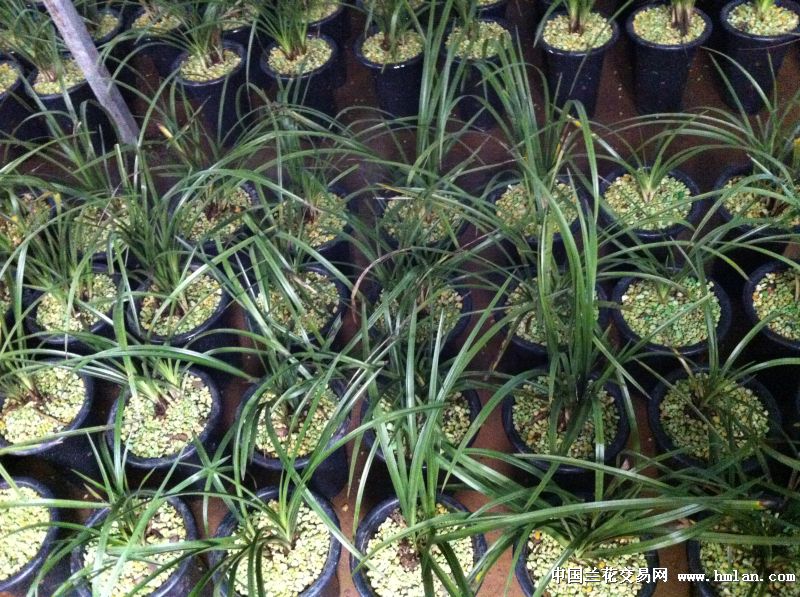 加工过的 植金石 盆面专用,值得一看.-植料篇-中