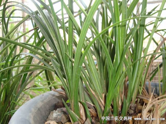 芽好心情就好基本全是双垄