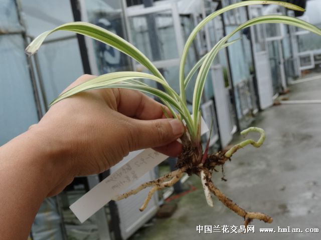 峨眉弦7-9-2 - 中国兰花交易网