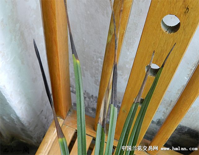 养小三的代价-蕙兰篇-中国兰花交易网社区