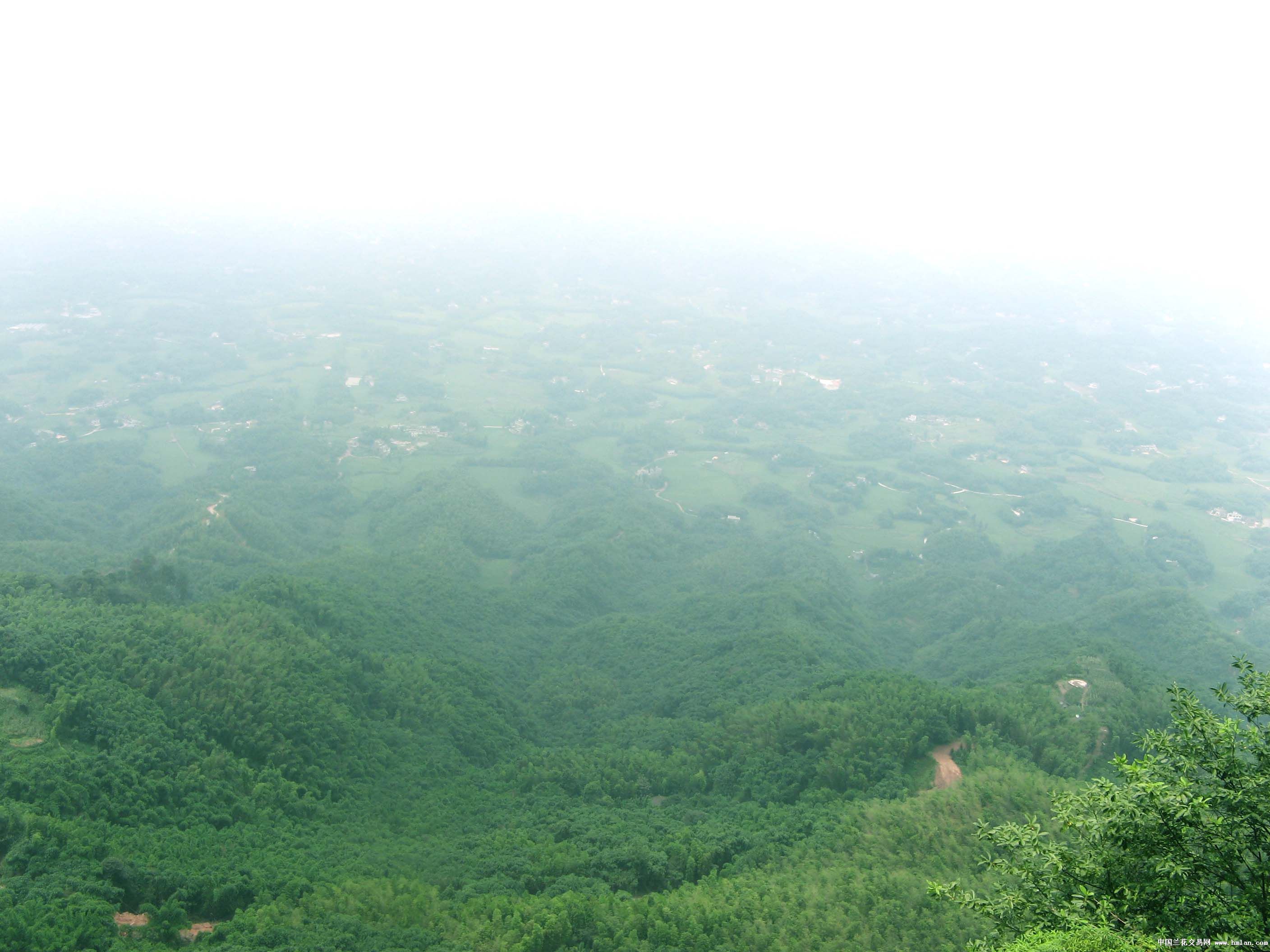 蜀南竹海游-旅游日记-中国兰花交易网社区