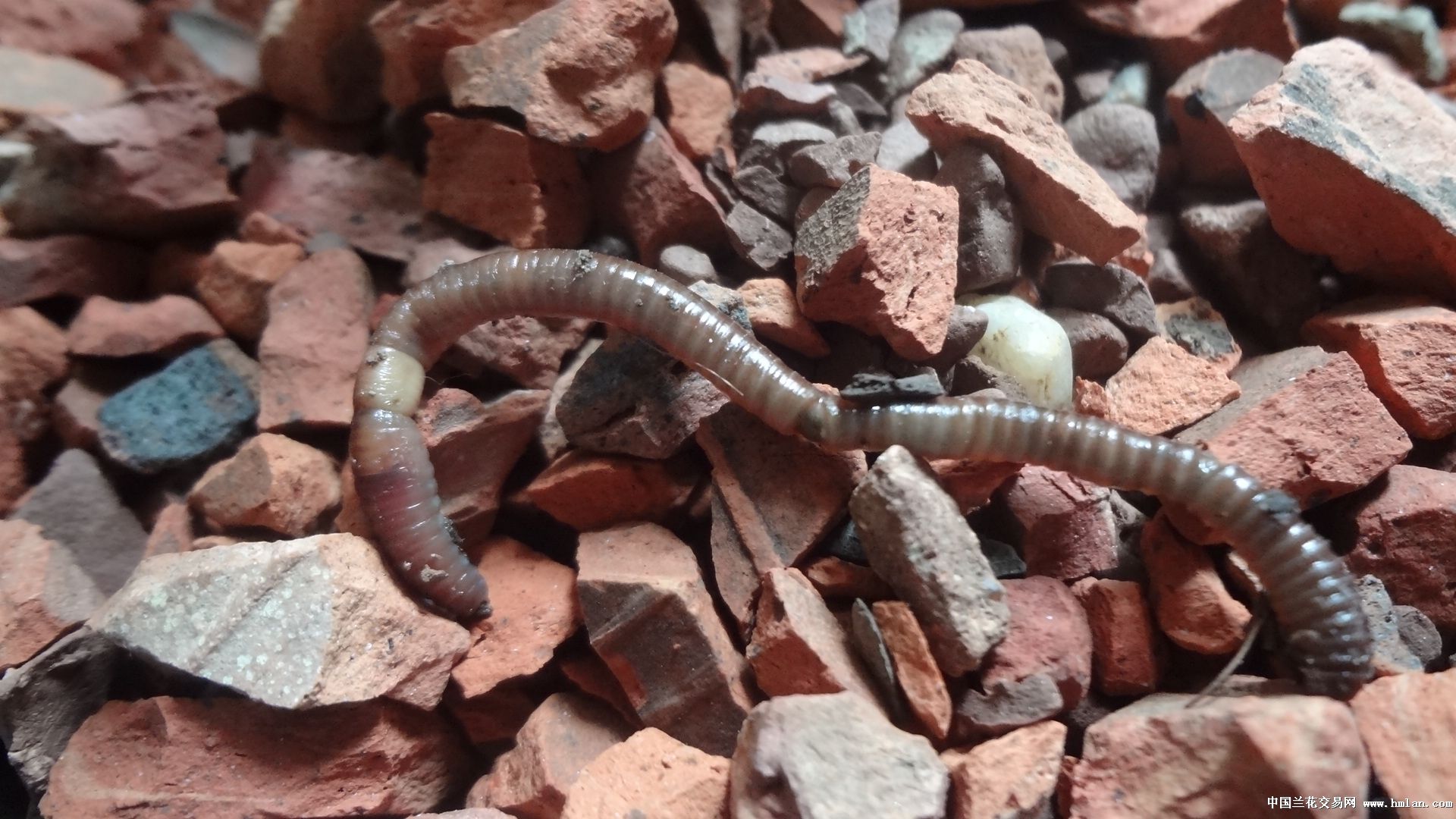 效果好不好不看广告,看疗效-以兰会友-中国兰花