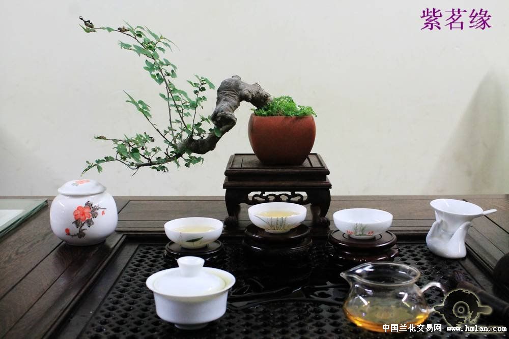 传统焙火铁观音-茶艺茶道-中国兰花交易网社区