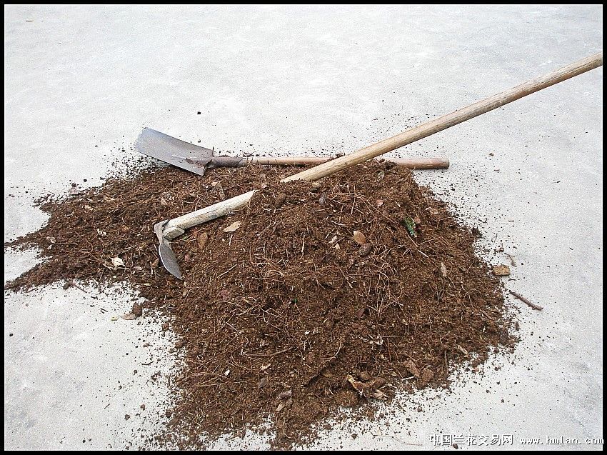 山泥腐殖土的选取及使用方法-种养心得-中国兰花交易网社区