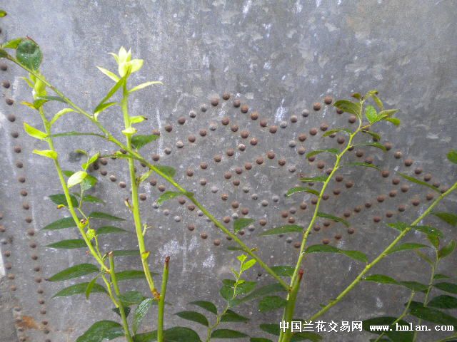 盆栽蓝莓苗-盆景园艺-中国兰花交易网社区