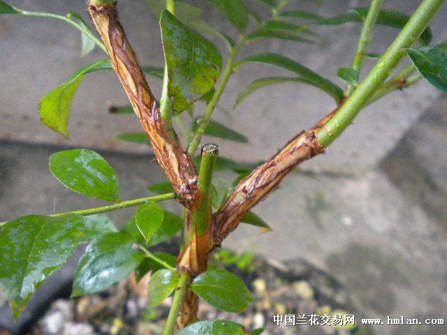 盆栽蓝莓苗-盆景园艺-中国兰花交易网社区