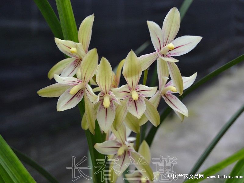 13年开品 多个品种-建兰篇-中国兰花交易网社区