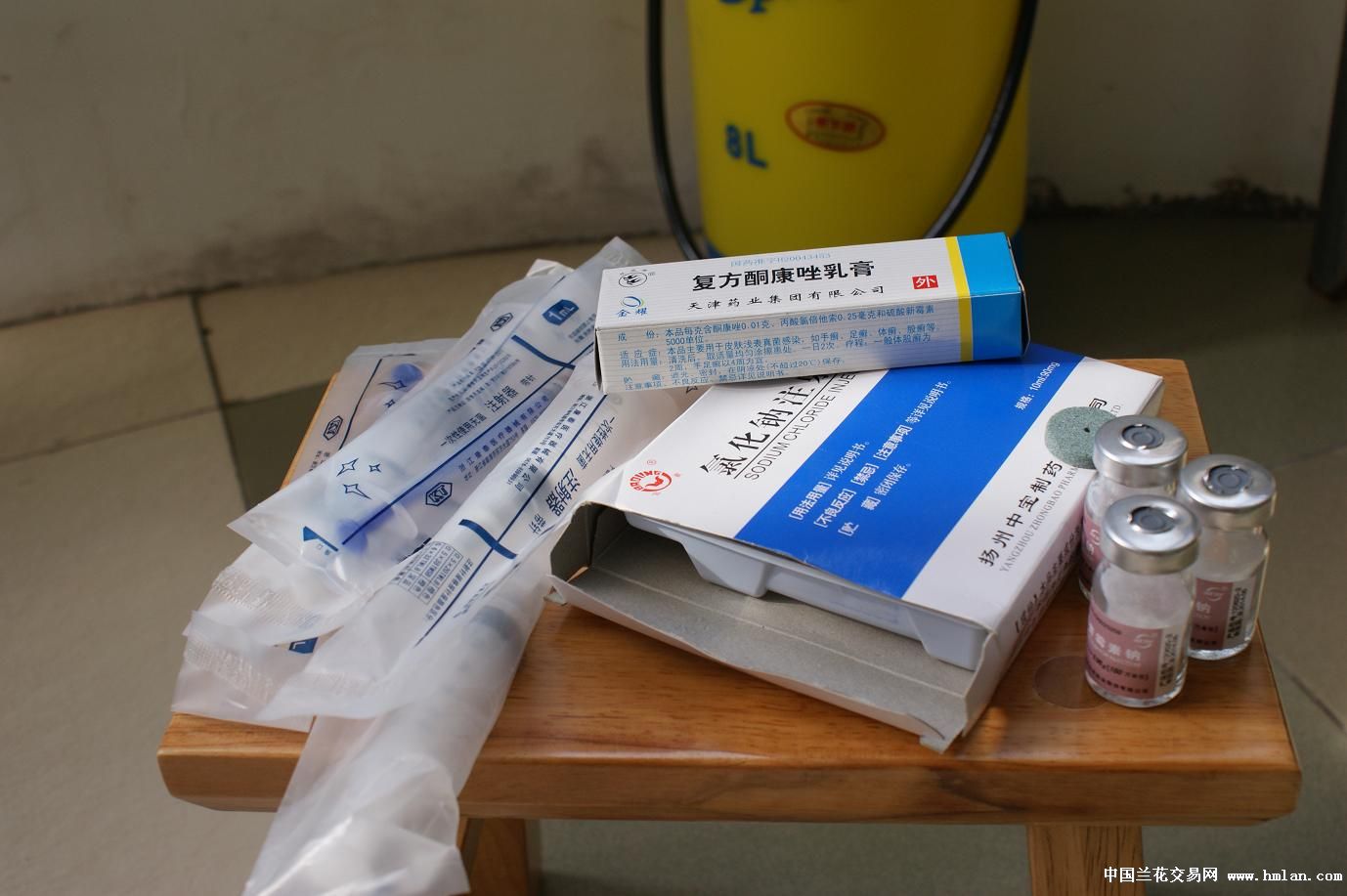 给患病虎蕊打针救治的实践-春兰篇-中国兰花交