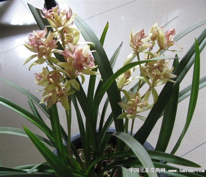 请教建兰哪些品种花守时间更长?-建兰篇-中国兰花交易网社区