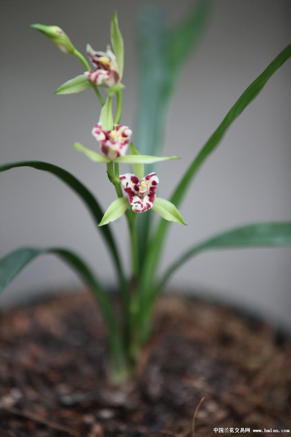 一门三父子8-28-3