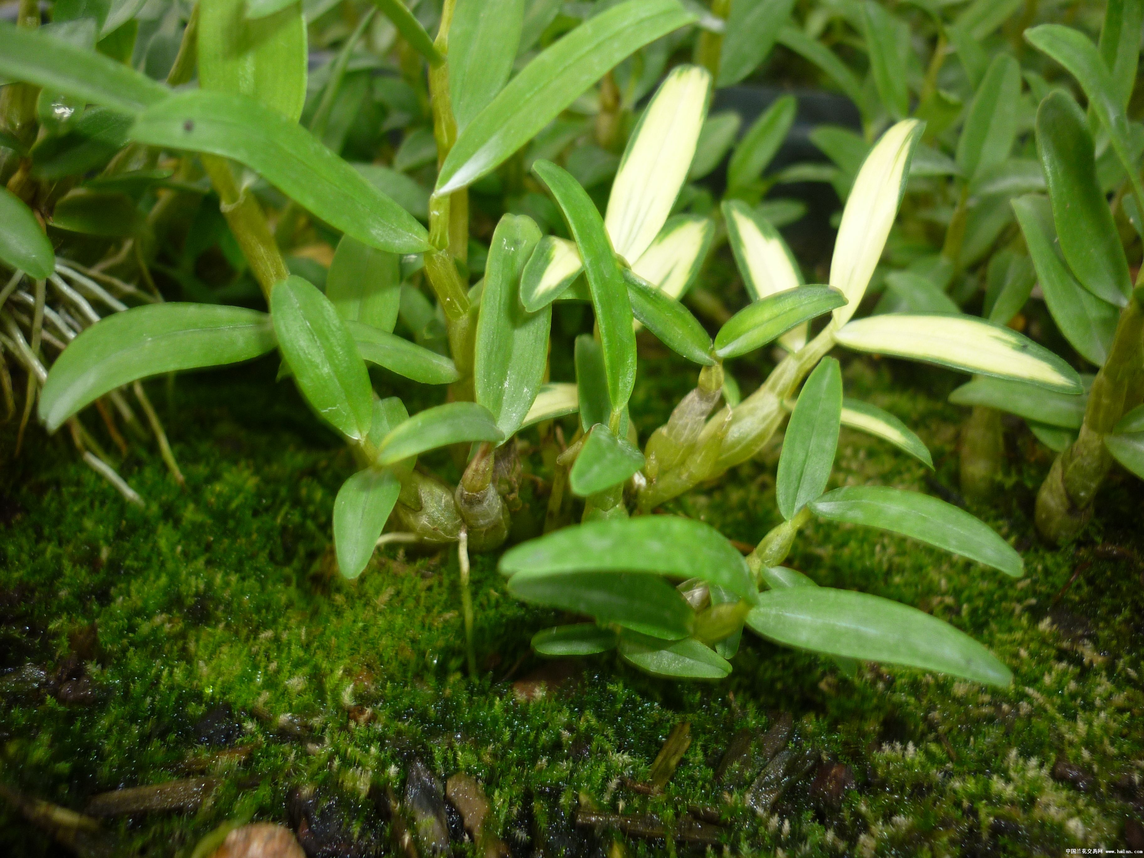 霍山石斛-湖北重点保护野生植物-图片