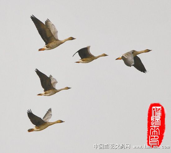 鸿雁 降央卓玛 演唱