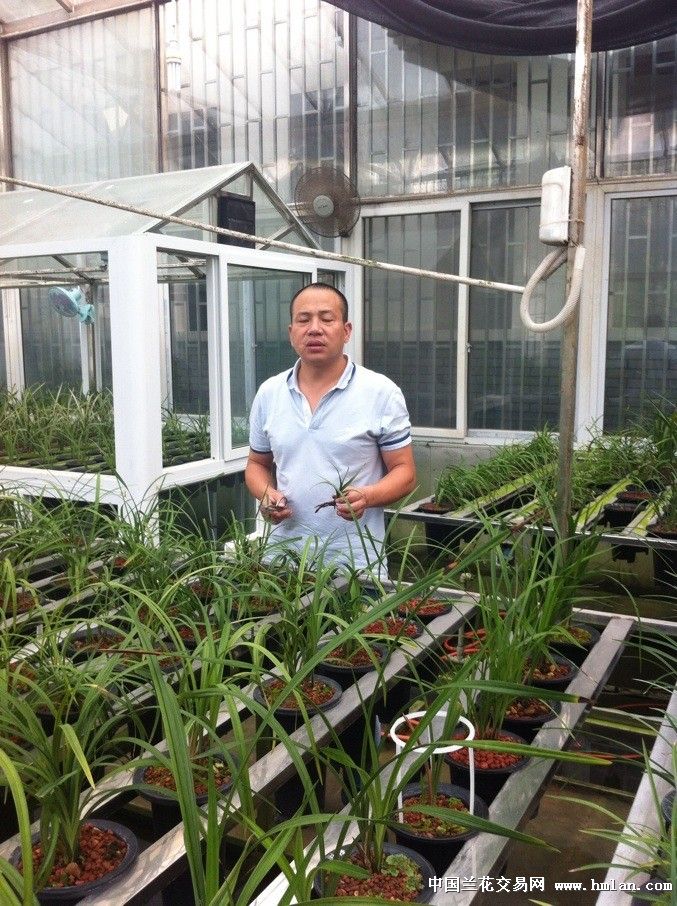 成都什邡赵小红-申请卖家-中国兰花交易网社区