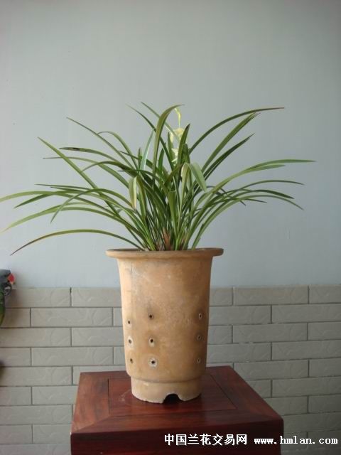 9发11的铁骨黄芽-建兰篇-中国兰花交易网社区