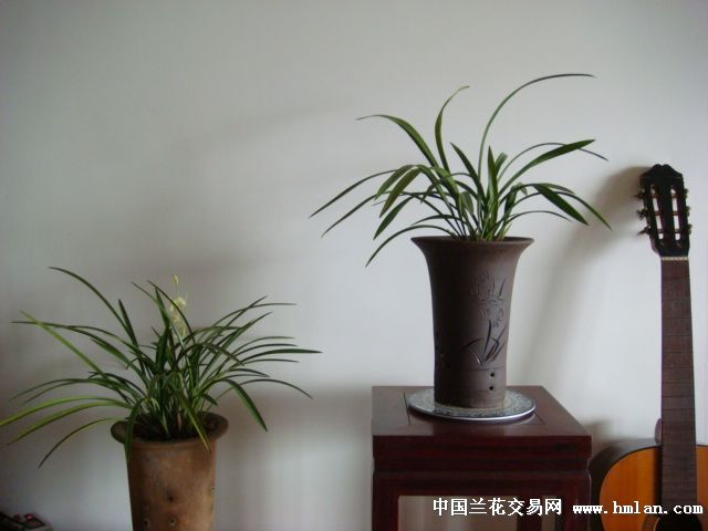 9发11的铁骨黄芽-建兰篇-中国兰花交易网社区