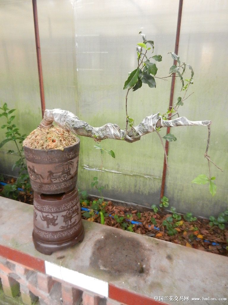 金弹子生桩-盆景园艺-中国兰花交易网社区