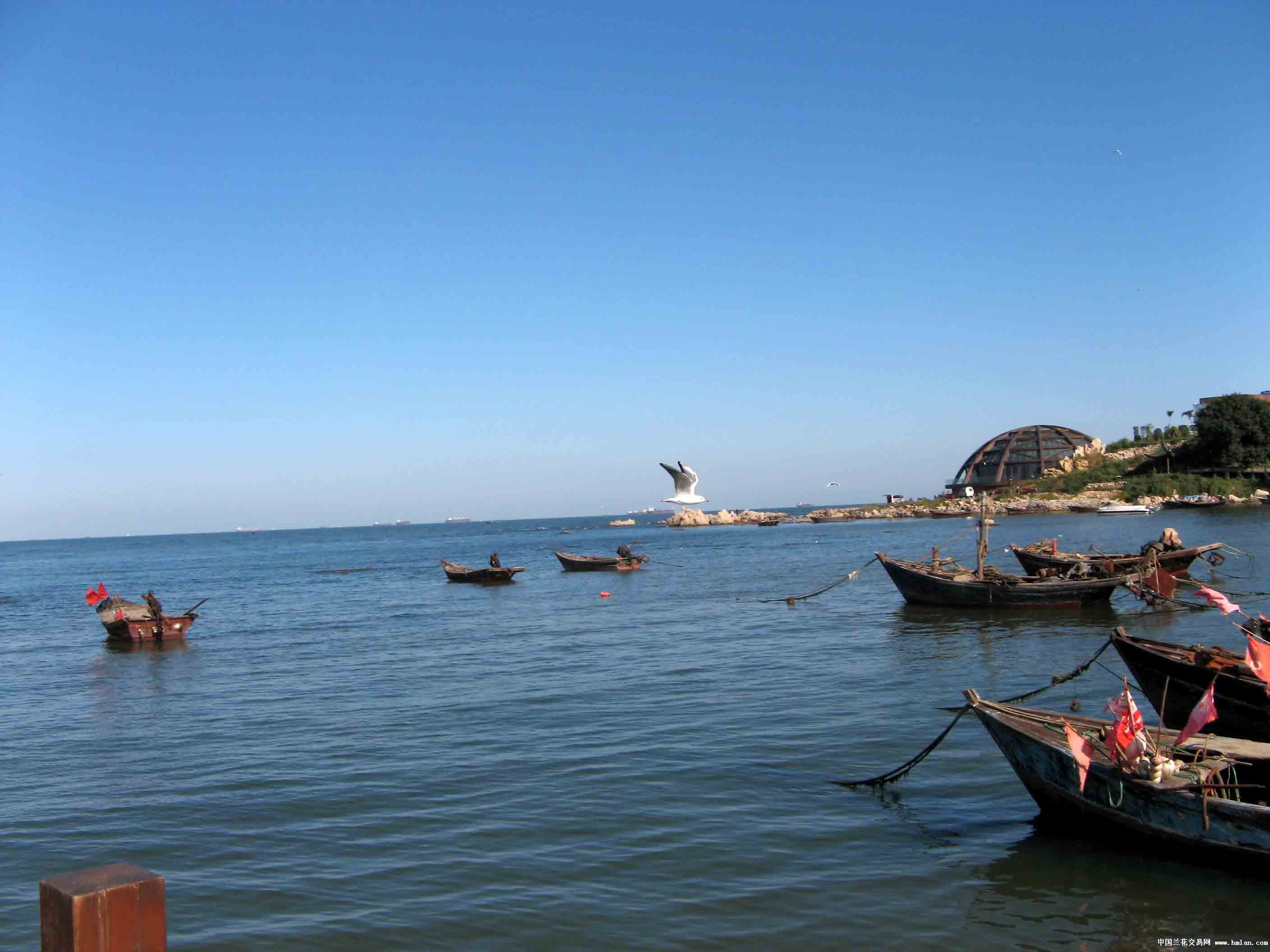 大海啊故乡(北戴河七月海摄影基地)音乐风光片-旅游日记-中国兰花交易网社区