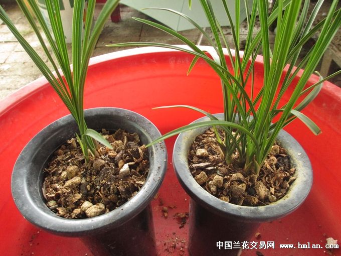 养兰好植材 发酵花生壳-植料篇-中国兰花交易网