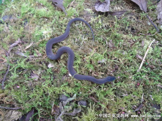 上山小心,仍有蛇出没-以兰会友-中国兰花交易网