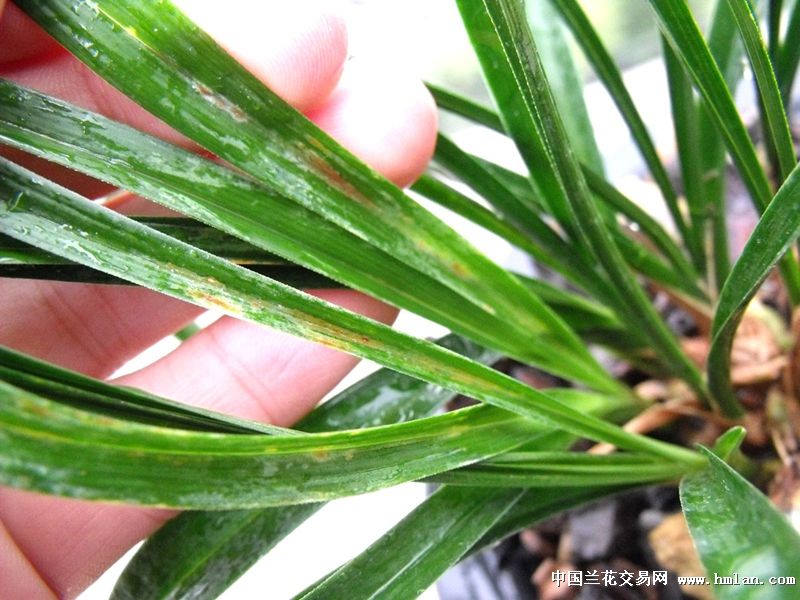 兰花病害----红蜘蛛