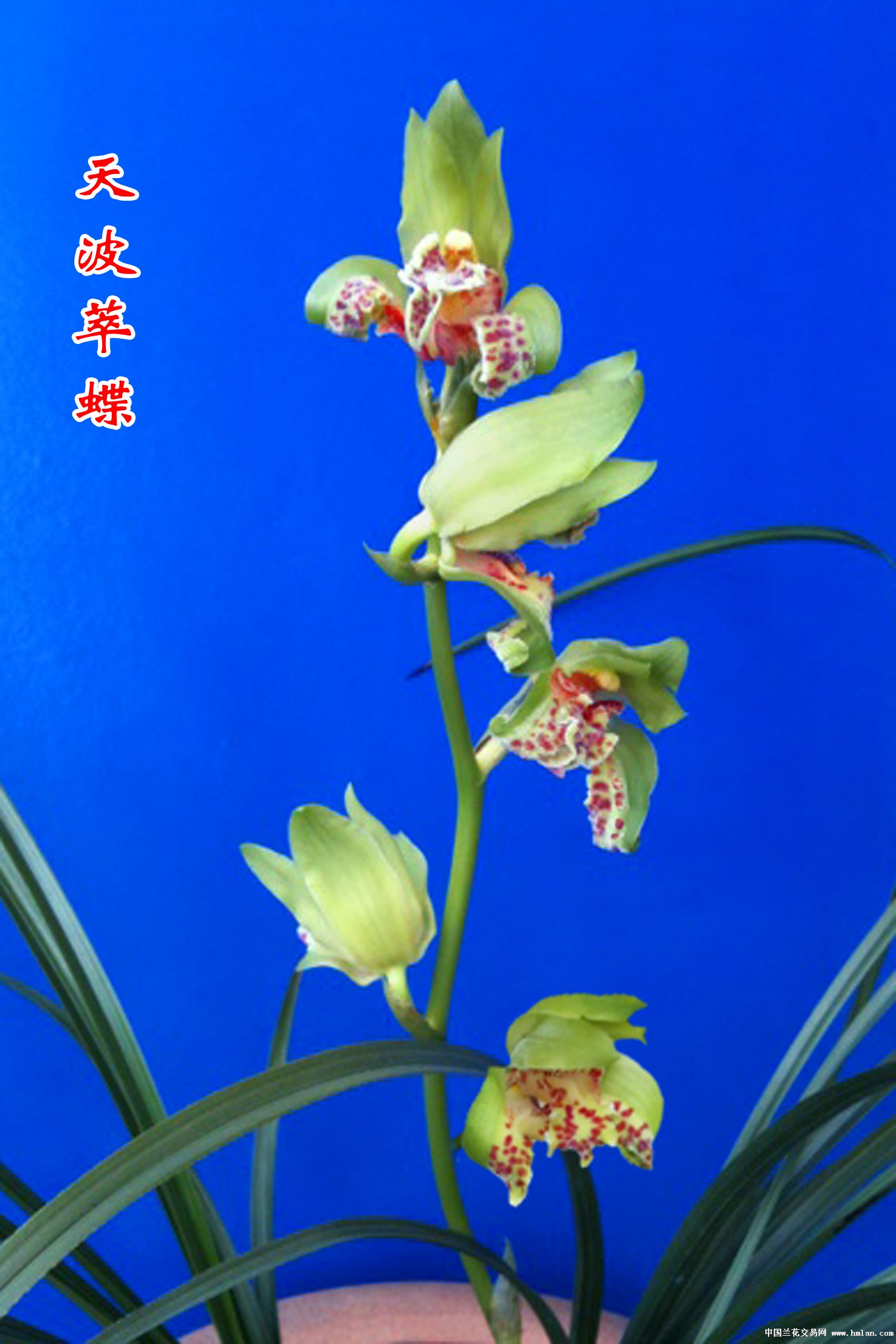 个人资料     惠兰:锦秀牡丹,金菊素蝶,紫砂星,翠苑牡丹,好运牡丹,祥