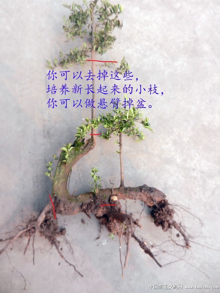 金弹子熟桩11-4(188元)